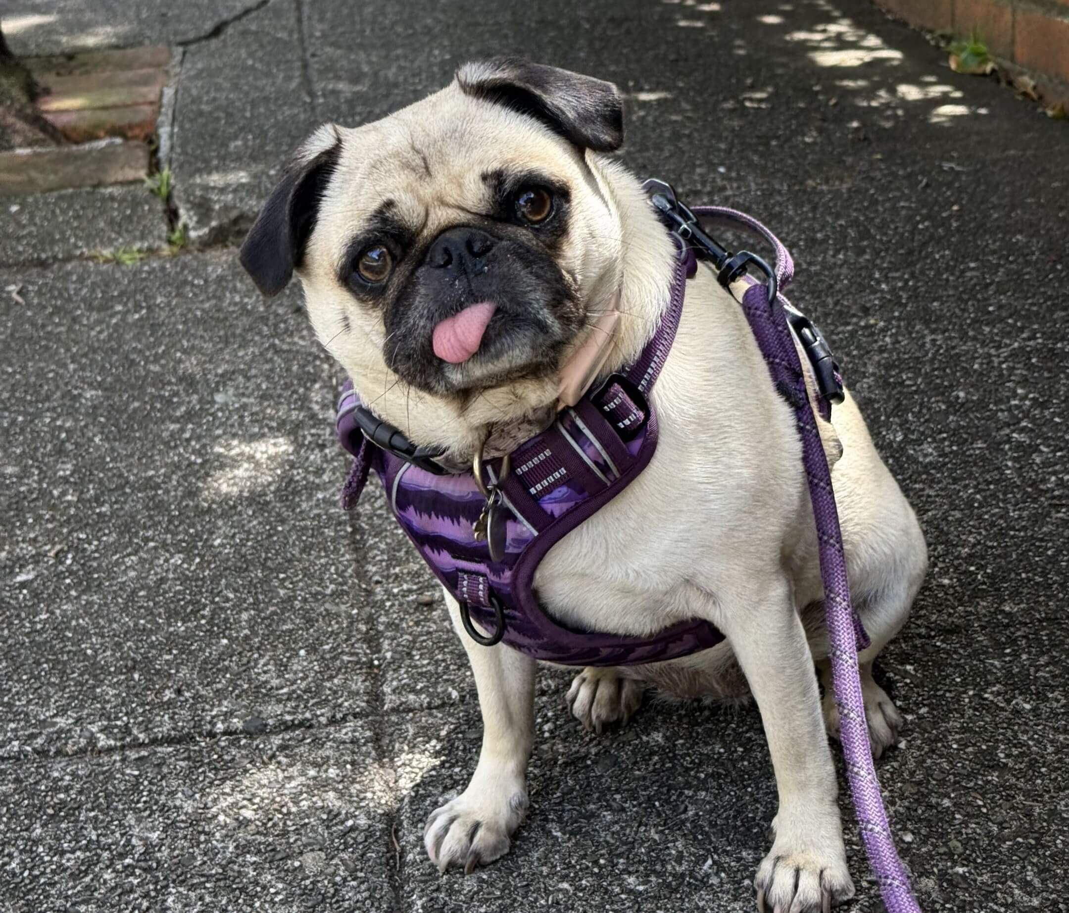 Pug dog in San Francisco
